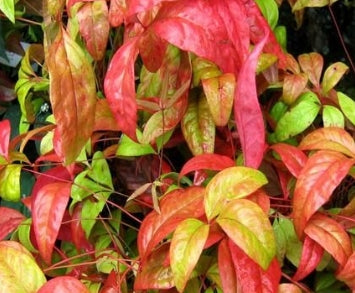Nandina d. 'Wood's Dwarf'