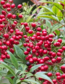 Nandina d. 'Umpqua Chief'