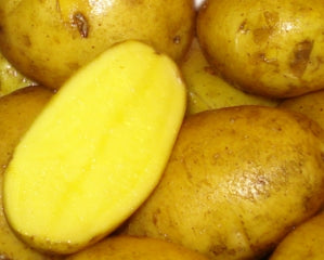 Netherland Potatoes German Butterball