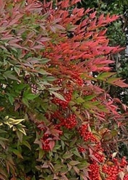 Nandina d. 'Royal Princess'
