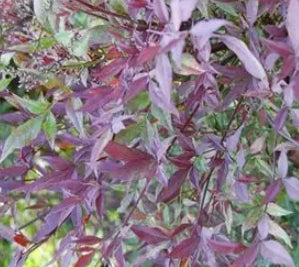 Nandina d. 'Plum Passion'® PPAF