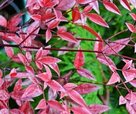 Nandina d. 'Moyers Red'