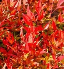 Nandina d. 'Moon Bay'