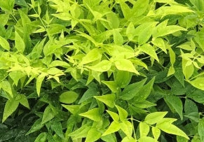 Nandina d. 'Lemon Lime' PP24749