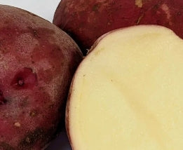 Netherland Potatoes Dark Red Norland