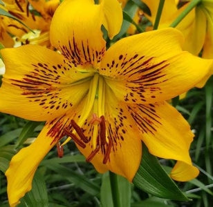 Netherland Lilium tigrinum Yellow Bruse