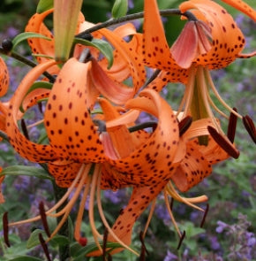 Netherland Lilium tigrinum Splendens