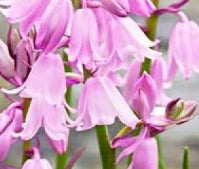 Netherland Hyacinthoides Pink