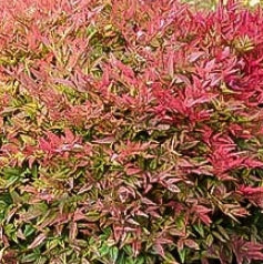 Nandina d. 'Compacta'