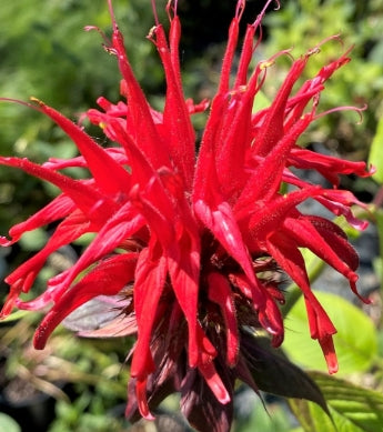 Monarda d. 'Jacob Cline' (red)