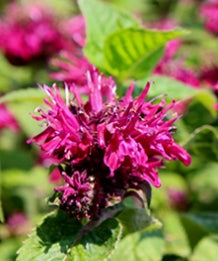 Monarda BEE-YOU™ 'Bee-True' PP29079