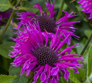 Monarda Bee-You™ ' Bee Free' PPAF (purplish-pink)