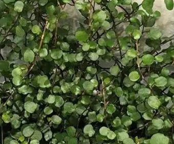 Muehlenbeckia complexa