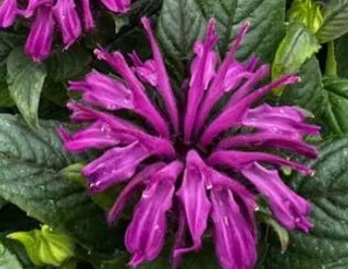Monarda SUGAR BUZZ® 'Rockin Raspberry' PP28752