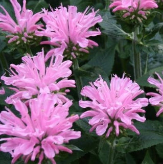 Monarda SUGAR BUZZ® 'Bubblegum Blast' PP27497