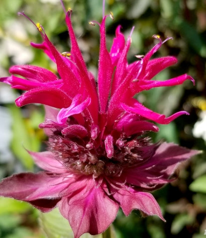 Monarda d. 'Raspberry Wine'