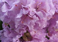 Rhod. 'Lavender Queen' (lavender)- H-1