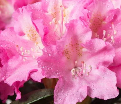 Rhod. 'Kalinka' (pink)- H-2