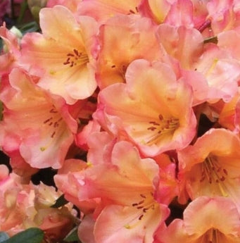 Rhod. 'Honey Butter' (pink-yellow)- H-3