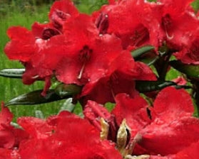 Rhod. 'Hill's Bright Red' (red)- H-3