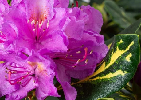 Rhod. 'Goldflimmer' (lavender)- H-2