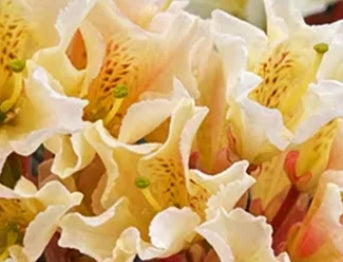 Rhod. 'Evening Glow' (deep yellow)- H-3