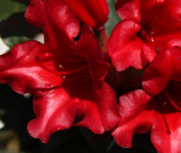Rhod. 'Elizabeth Hobbie' (red)- H-3