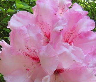 Rhod. 'Cotton Candy' (pale pink)- H-3