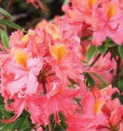 Rhod. 'Coral Breeze' (coral)- H-3