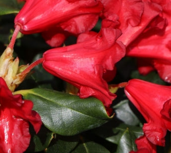 Rhod. 'April Glow' (rosy pink)- H-2