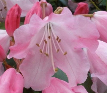 Rhod. 'Bow Bells' (pink)- H-3