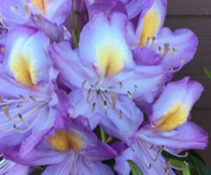 Rhod. 'Blue Angel' (purple/yellow)- H-2
