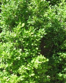 Rhamnus frangula 'Columnaris' (CG)