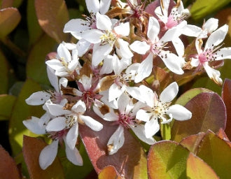Rhaphiolepis indica 'Clara'