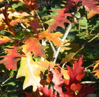 Quercus x warei 'Regal Prince'® PP12673 (Columnar)