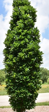 Quercus x warei 'Nadler' KINDRED SPIRIT® PP17604 (Columnar) (CG)