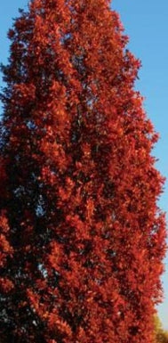 Quercus robur Crimson Spire™