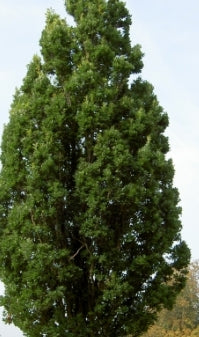 Quercus robur 'Fastigiata'