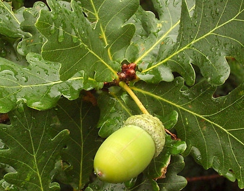 Quercus robur