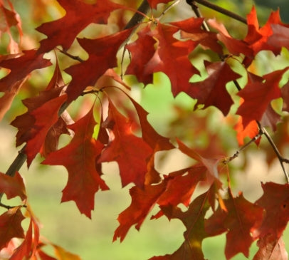 Quercus palustris