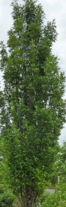 Quercus p. 'Green Pillar'® PP9093 (Columnar) (CG)