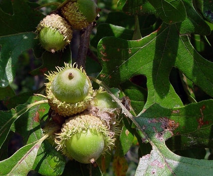 Quercus macrocarpa