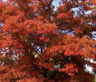 Quercus coccinea
