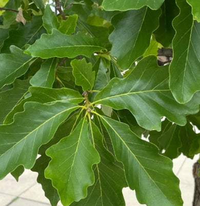 Quercus bicolor