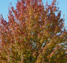 Pyrus ca. 'Redspire' (white)