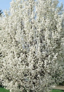 Pyrus ca. 'Chanticleer'® (white)