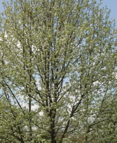 Pyrus ca. 'Capital' (white)