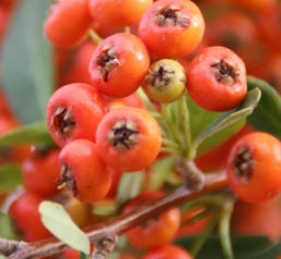 Pyracantha f. 'Graberi', ESPALIER