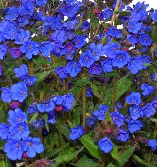 Pulmonaria 'Nova Cobalt'