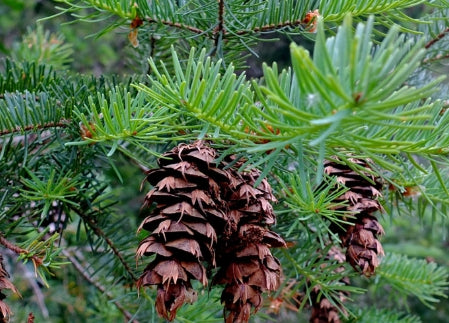 Pseudotsuga menziesii Western OR & WA only (CG)